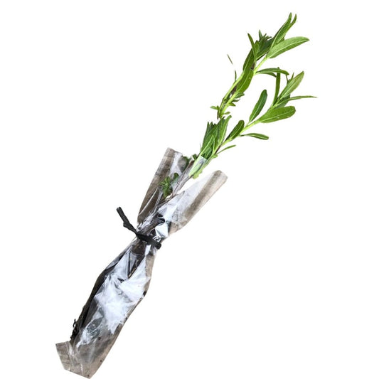 Black Willow Plant - 2.5-Inch Soil Plug - Fast-Growing Native Tree - Salix nigra for Erosion Control and Wet Soils