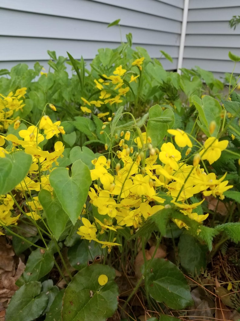Barrenwort Yellow Clump - Yellow Groundcover for Shade to Part Sun - Epimedium spp. Bareroot Plant