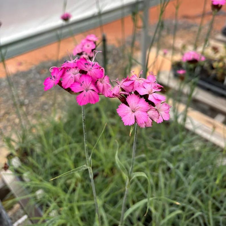 Carthusian Pink Live Plant 3.5” Pot - Dianthus carthusianorum - Full Sun Perennial for Zones 5-9 - European Native