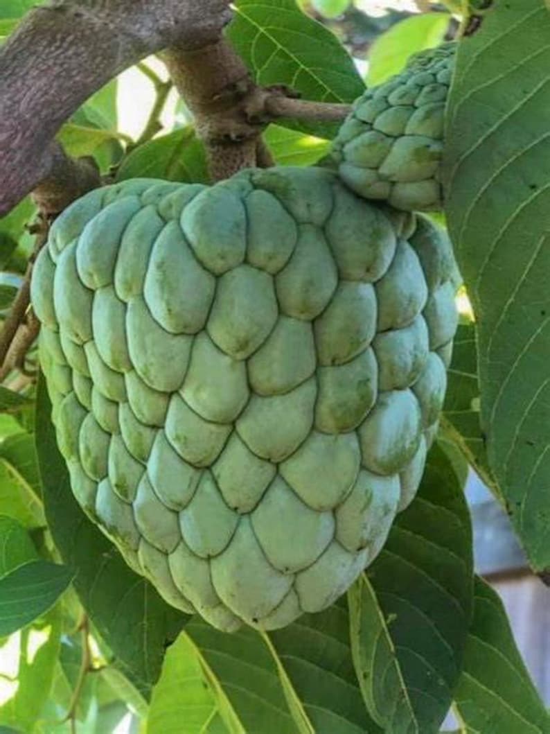 Atemoya Tree 3 Gallon Grafted Gefner Variety Annona Hybrids for Tropical Gardens and Orchards