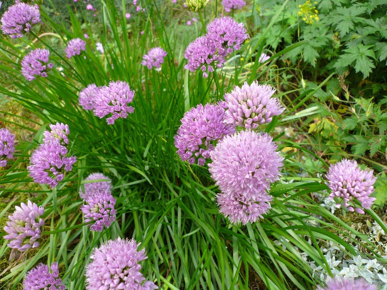 Allium senescens montanum - Bareroot Healthy Clump - Mountain Onion Plant - Perennial Bulb