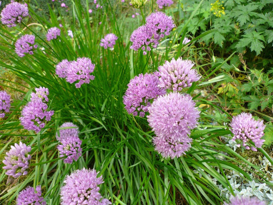 Allium senescens montanum - Bareroot Healthy Clump - Mountain Onion Plant - Perennial Bulb