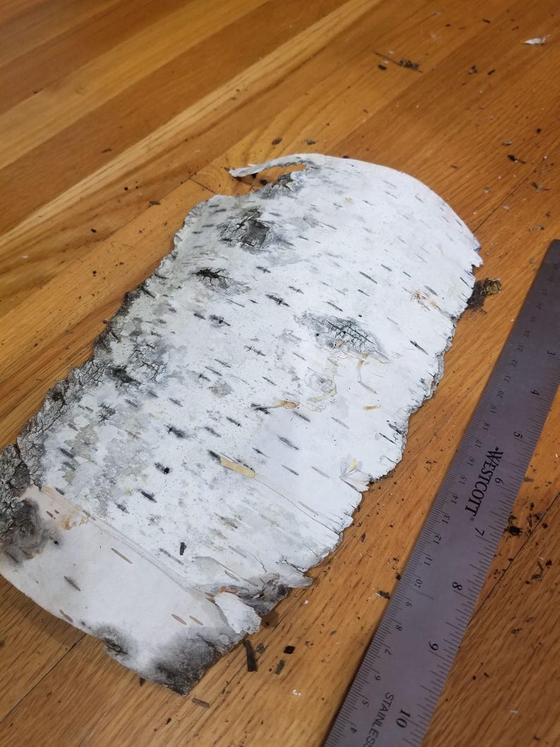 Birch Bark Pieces - Natural Thick & Stiff Bark - Sustainably Harvested from Dead Trees - Ideal for Crafts & Decor