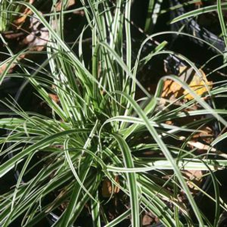 Carex Plant - Bareroot - Everest Variety - Compact Clumping Habit - Carex oshimensis - Part Sun, Zones 5-9