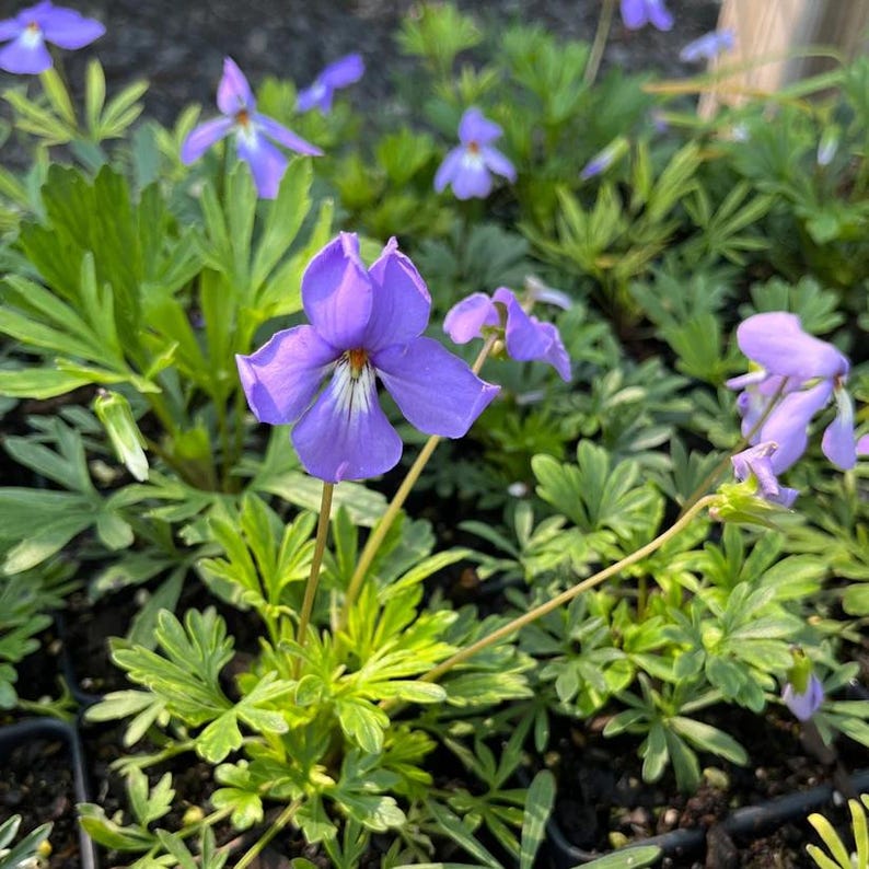 Bird's Foot Violet Live Plant 3.5" Pot - Viola pedata - Native North American Wildflower for Full Sun to Part Shade