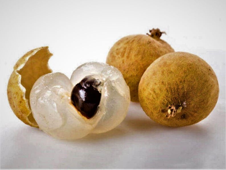 Biew Kiew Longan Tree - 2 Feet Tall Live Plant in 3 Gal Pot - Dimocarpus longan 'Biew Kiew' - Tropical Fruit Delight