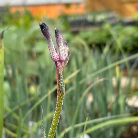 Kangaroo Paw Live Plant 3.5" Pot Anigozanthos 'Masquerade' Full Sun to Part Shade, Native to Western Australia