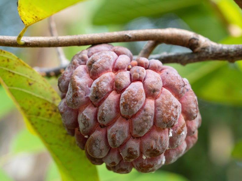 Atemoya Tree 3 Gallon Grafted Lisa Annona Hybrids - Tropical Fruit, Low Seed Count, Creamy Texture, Pink Color