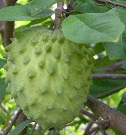 Atemoya Priestly Tree - Grafted 3 Gallon Pot - Annona Hybrids - Tropical Fruit Plant for Home Garden