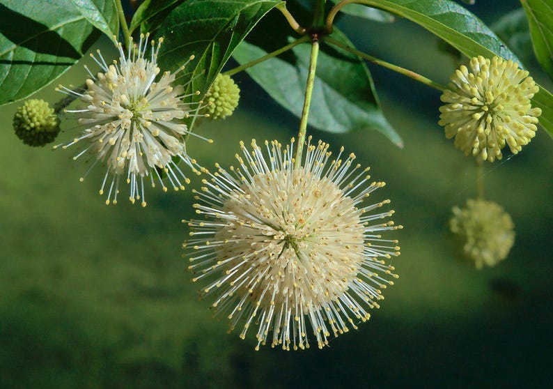 Buttonbush Plant - 10-18" Bareroot - Cephalanthus occidentalis - Native North American Shrub