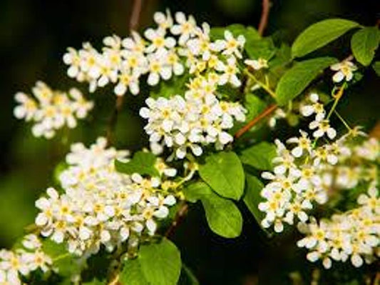Edible Berry Fruit Tree - 3 ft Hackberry (Celtis occidentalis) - Hardy Urban Shade Tree for Wildlife & Ecosystem Gardening