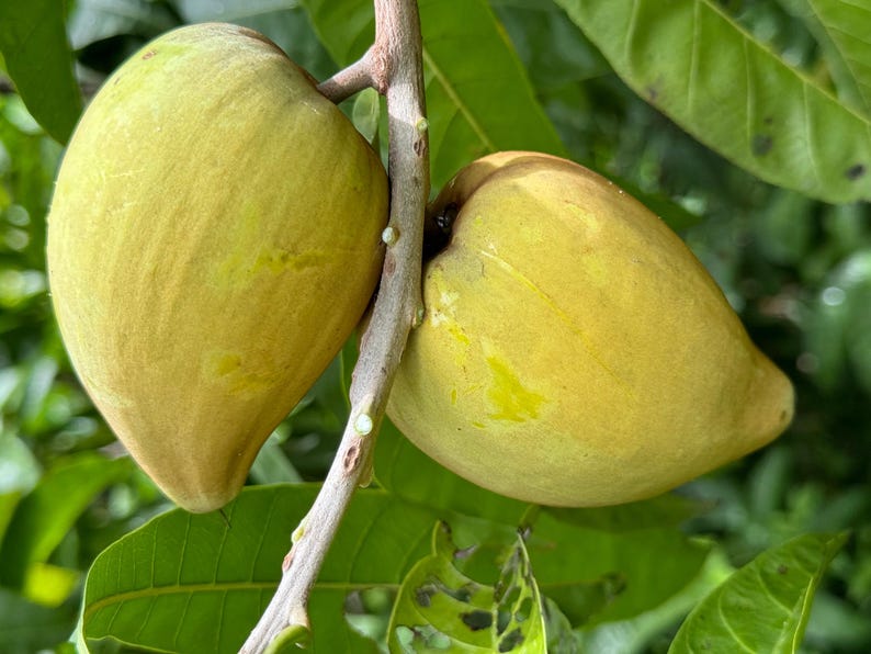 Canistel Tree, Grafted, 3 Gallon Pot, Eggfruit Variety, Pouteria campechiana - Tropical Custard Fruit Plant for Home Garden