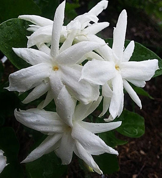 Belle of India Jasmine Plant | 16-20 Inch Bush | Fragrant Flowers | Jasminum sambac | One Gallon Pot