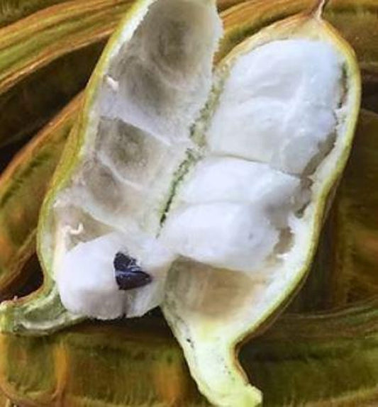 Jumbo Ice Cream Bean Plant | 8-12 Inch Half Gal | Inga edulis | Live Plant in Pot for Easy Shipping