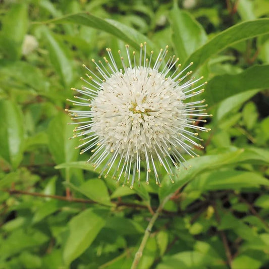 Buttonbush Live Plant 1 Quart Pot Cephalanthus occidentalis Native Plant for Zones 5-9 Full Sun to Part Shade