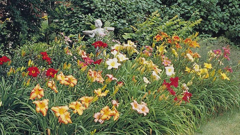 Hybrid Daylily Bareroot Assorted Colors - Hemerocallis Hybrid