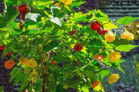 Abutilon Lucky Lantern Red Yellow Tangerine Plant in 4" Pot - Abutilon hybrid