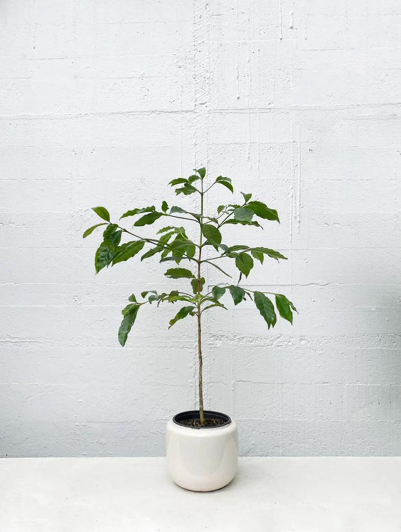 Arabica Coffee Plant - 3 to 4 Feet Tall - 3 Gallon Pot - Coffea arabica - Indoor/Outdoor Houseplant for Fresh Beans