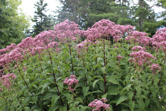 Joe Pye Weed Bareroot Plant - Eutrochium purpureum, Native Perennial, Full Sun, Zones 3-9