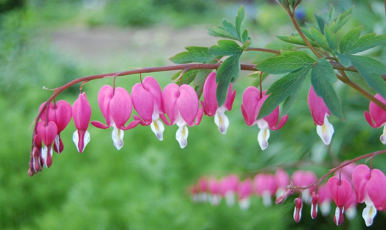 Bleeding Hearts Plant - Bare Root - Lamprocapnos spectabilis - Shade to Partial Sun - Hardy in Zones 2-8