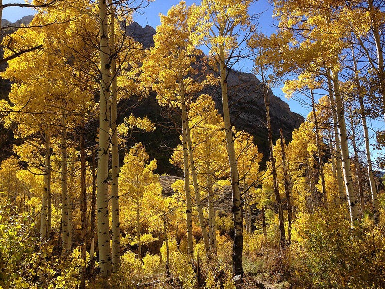 Quaking Aspen Tree Bareroot 18-24 Inches - Populus tremuloides, Native Tree for Landscaping and Reforestation