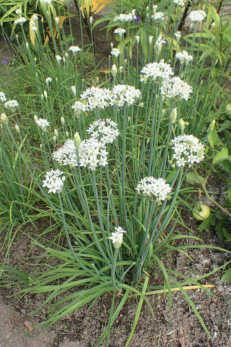 Garlic Chive Plant - Bareroot - Allium tuberosum - Ready to Plant in Garden - Aromatic Herb for Culinary Use