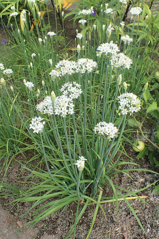 Garlic Chive Plant - Bareroot - Allium tuberosum - Ready to Plant in Garden - Aromatic Herb for Culinary Use