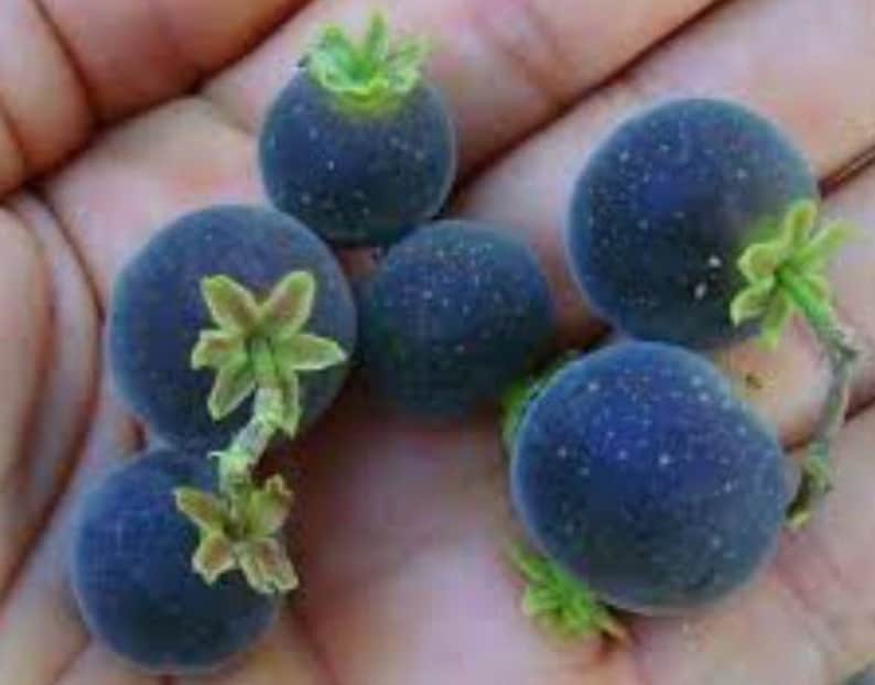 Ceylon Gooseberry Live Plant 1ft in Half Gal Pot - Ketembilla Kitambilla Dovyalis Hebecarpa for Easy Growing