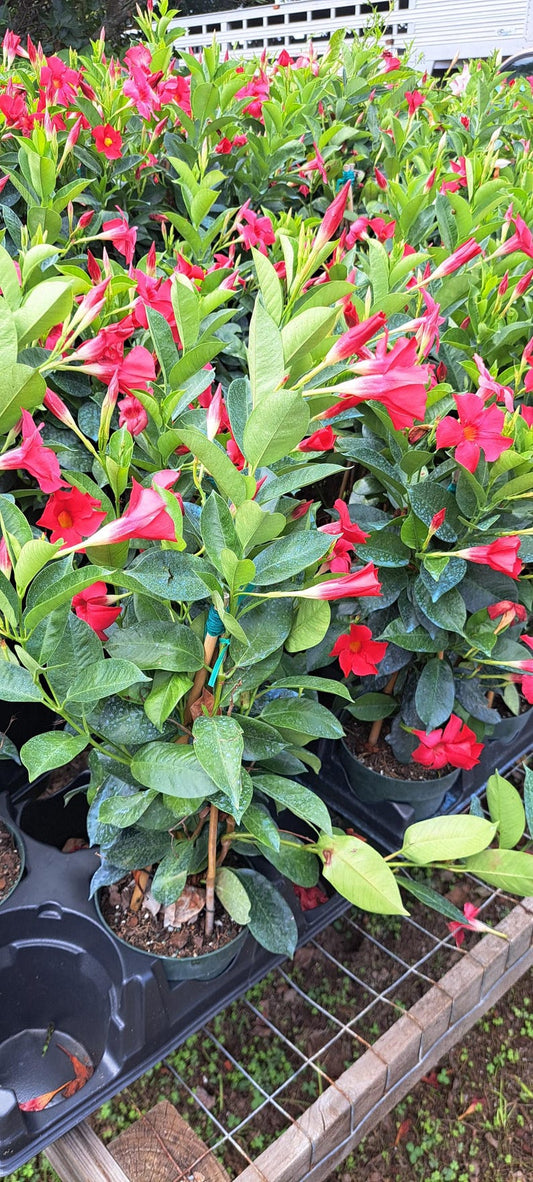 Mandevilla Flaming Red Plant in 6-Inch Pot - Beautiful Flowering Vine, Perfect for Sun, Great for Apartments, Mandevilla spp.