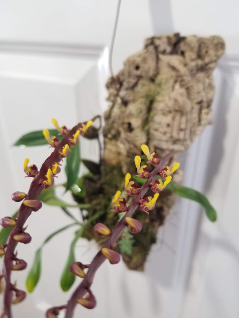 Bulbophyllum falcatum Orchid Plant - Small Size - Unique Features - Bulbophyllum falcatum