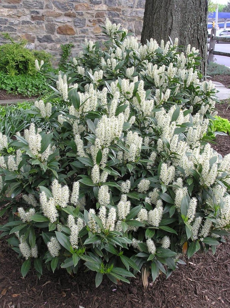 Cherry Laurel Plants 4" Container Set of 2, Evergreen Hedge, Prunus Caroliniana, Attracts Birds & Bees