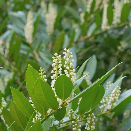 Cherry Laurel Plant 4" Container - Prunus Caroliniana - Evergreen Hedge Plant for Privacy, Attracts Birds and Bees