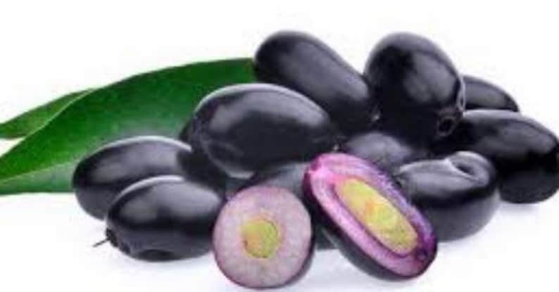 Java Plum Plant 2-3ft in 1 Gal Pot, Syzygium cumini, Black Plum, Malabar Plum - Large Jamun Plant for Home Garden