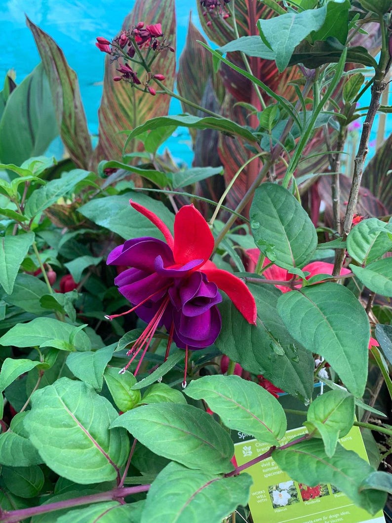 Fuchsia Voodoo Live Plant in 6" Pot - Bright Red & Purple Flowers - Edible Berries - Fuchsia magellanica