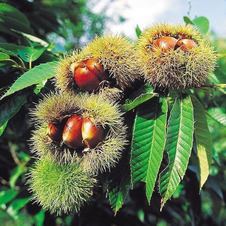 Chinese Chestnut Tree Gallon Pot - Castanea mollissima - Deciduous Nut Tree for USDA Zone 4-8 - Ideal for Home Gardens