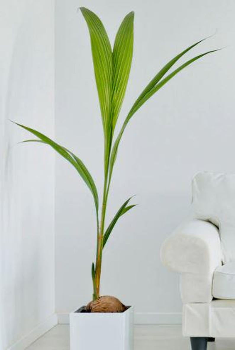 Dwarf Coconut Tree 2-3ft in 2 Gal Pot | Indoor Ornamental Plant for Air Quality | Cocos Nucifera