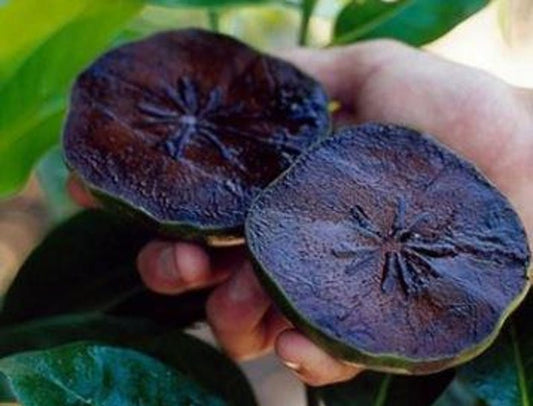 Black Sapote Fruit Tree 2 ft Tall in 1 Gal Pot - Chocolate Pudding Fruit Tree (Diospyros digyna) - Easy to Maintain, Limited Stock