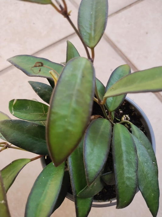 Adrift Hoya Plant - Small Rooted + Free Cutting - Hoya carnosa - Low Maintenance Houseplant for Warm Zones