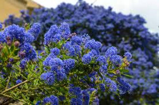 Ceanothus 'Dark Star' Shrub - 1ft in 6" Pot - Cobalt Blue Flowers, Dense Vase-Shaped Foliage - California Lilac