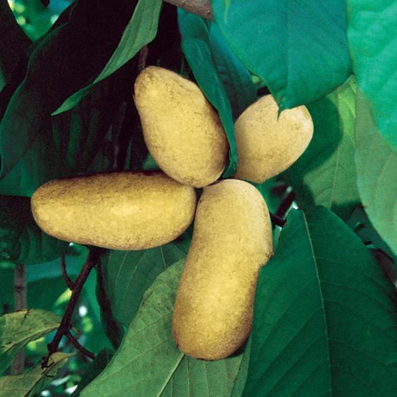 Mango Pawpaw Trees 2 ft Tall - Asimina triloba - Cold-Hardy, Large Fruit, Sweet Vanilla Flavor, Grafted for Pollination