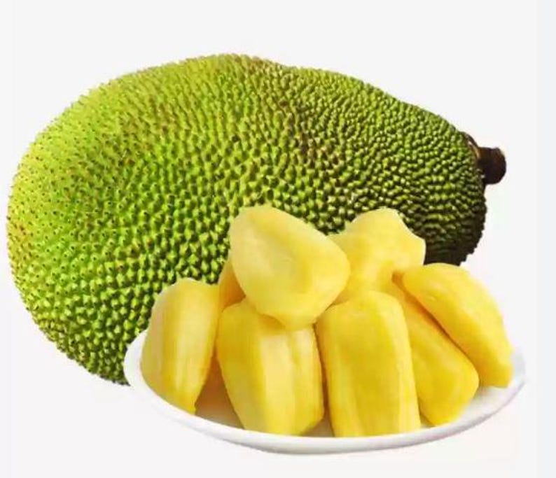 Jackfruit Starter Plant 4 Inch Pot - Healthy 6-10 Inch Plant for Container Growing - Artocarpus heterophyllus