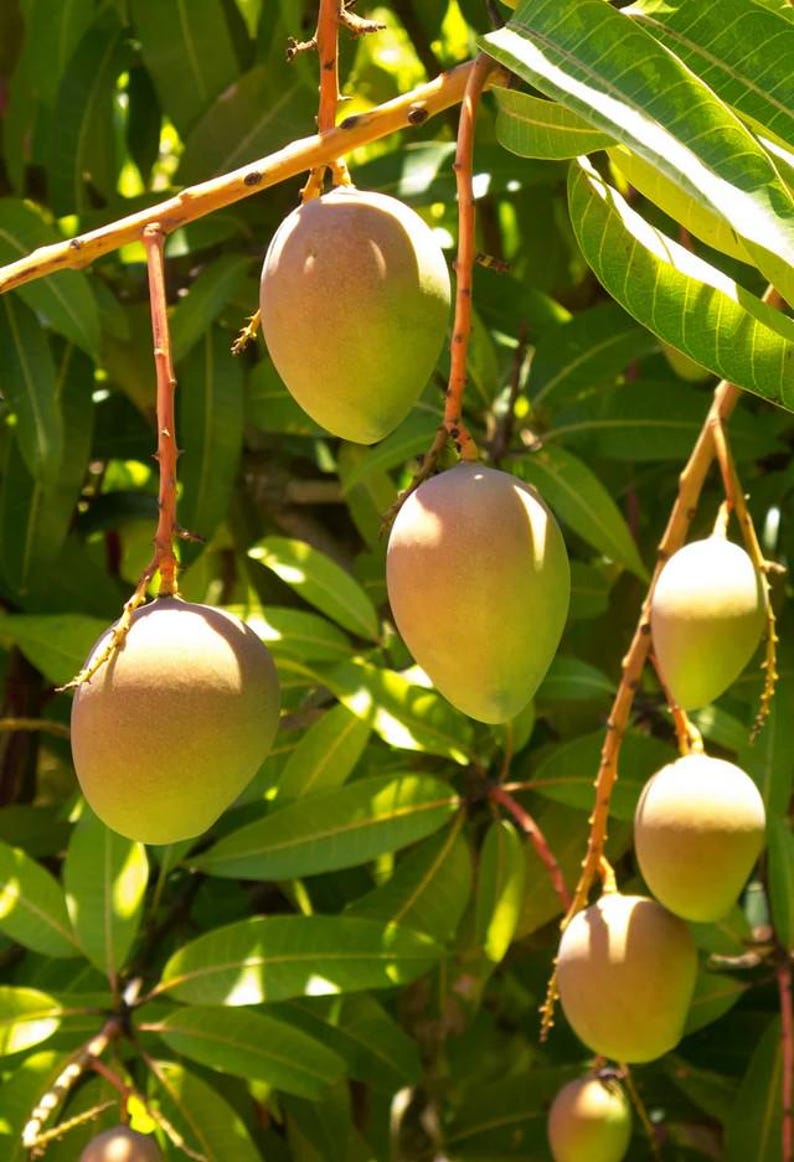 Grafted Carrie Mango Tree in 3 Gallon Pot - Compact, Sweet Flavor - Mangifera indica - Ideal for Small Gardens