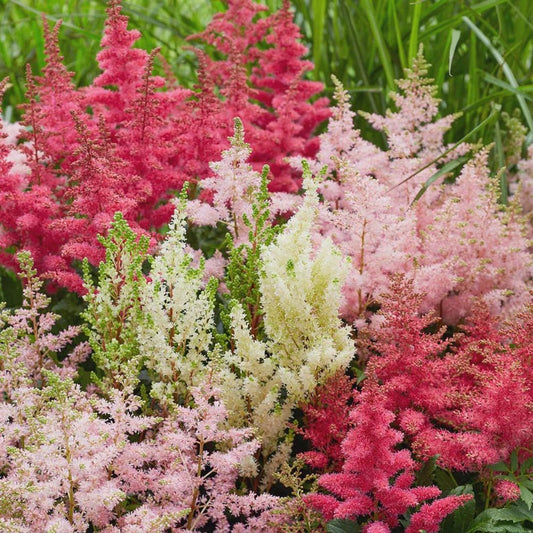 Astilbe Plant Divisions - Bareroot Fresh Divisions - Perennial Flowering Plant - Astilbe spp.