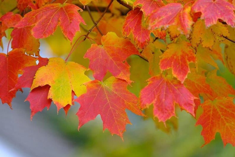 Maple Seedlings - 3 Native NH Seedlings - Acer Species - Hardy Maple Plants for Landscaping and Gardening