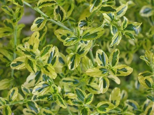Ceanothus thyrsiflorus 'El Dorado' - 1ft Tall Evergreen Shrub in 6" Pot - Variegated Dark Green & Blue Flowers