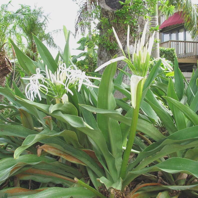 Crinum Plant - Large Swamp Lily - Crinum pedunculatum - White Flowers - Versatile Garden & Landscaping Plant