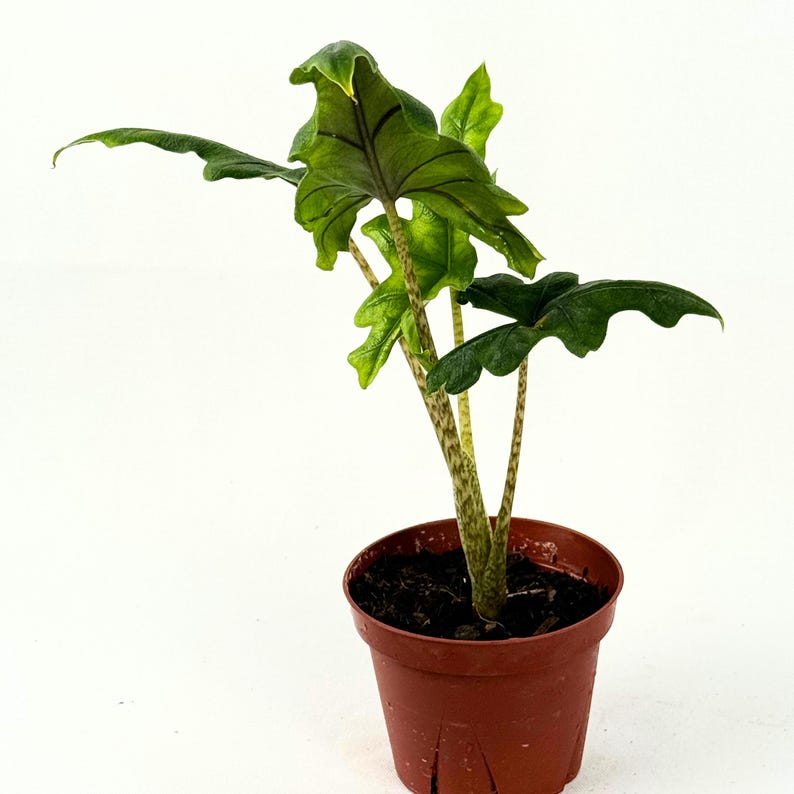Alocasia Jacklyn Live Plant 4 Inch Rooted Elephant Ear Tropical Indoor Houseplant Rare Alocasia Gift
