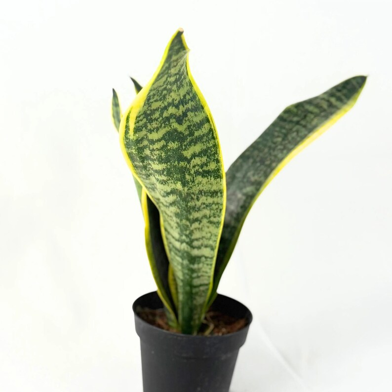 Sansevieria Laurentii Snake Plant Live Indoor Mother In Laws Tongue Starter Houseplant Gift