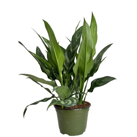Aglaonema Tigress Live Plant Chinese Evergreen Indoor Houseplant Tropical Starter Plant Home Decor Gift