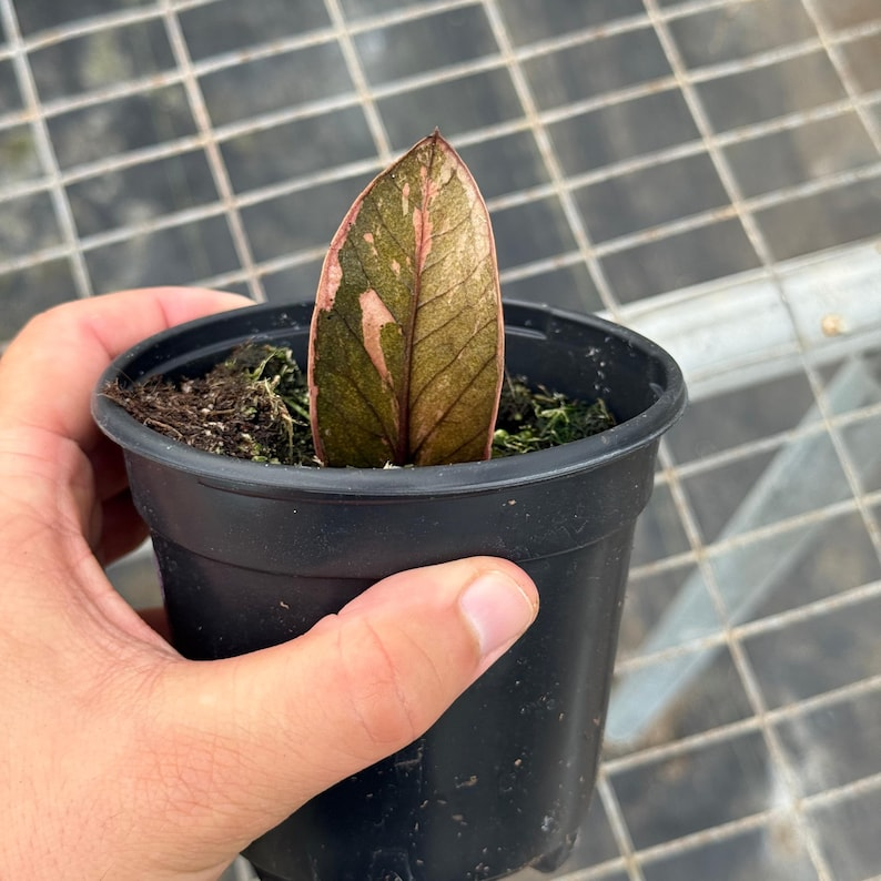 Black Pink Variegated ZZ Plant Zamioculcas Zamiifolia Variegata Rare Rooted Cutting Indoor Houseplant Gift